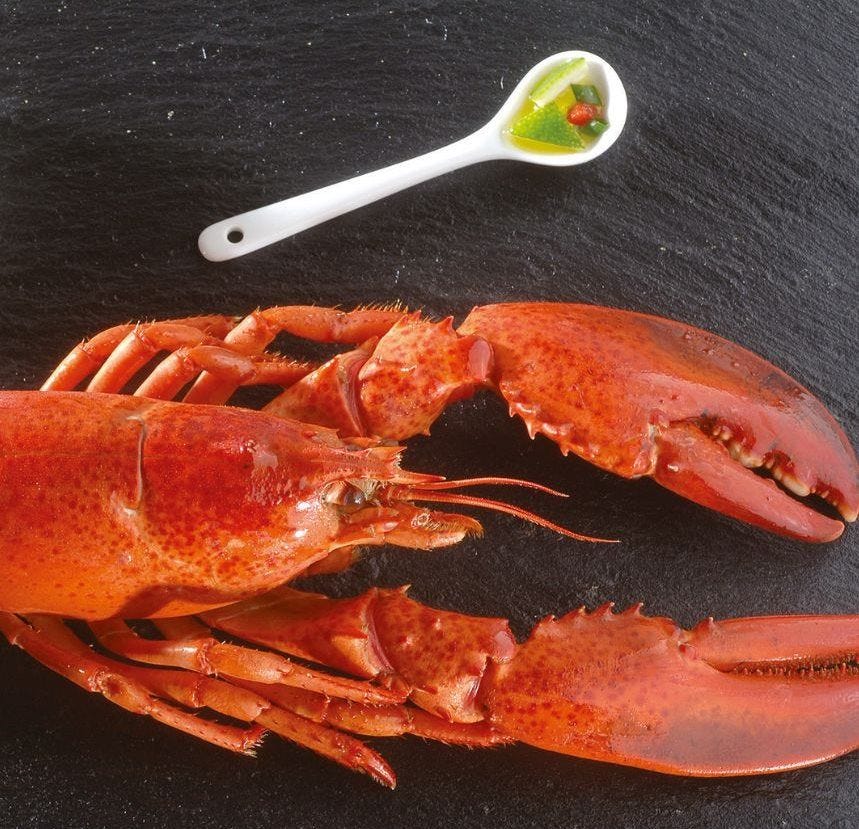 Tête de homard américain 