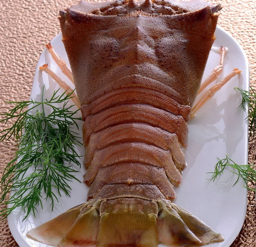 Cigale raquette entière 