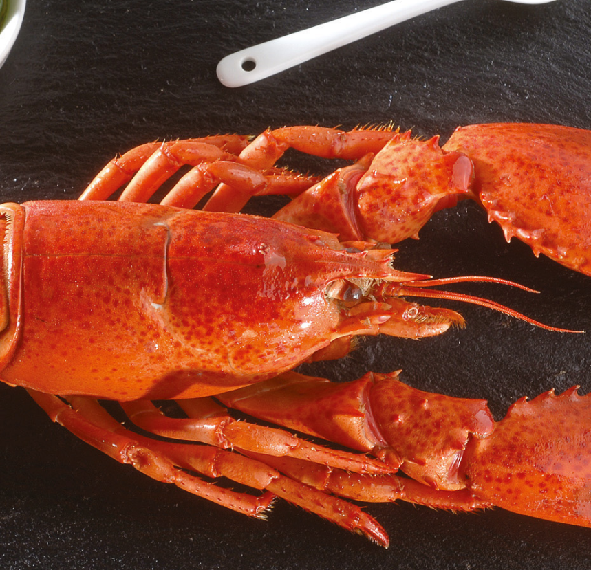 Tête de homard Canadien 