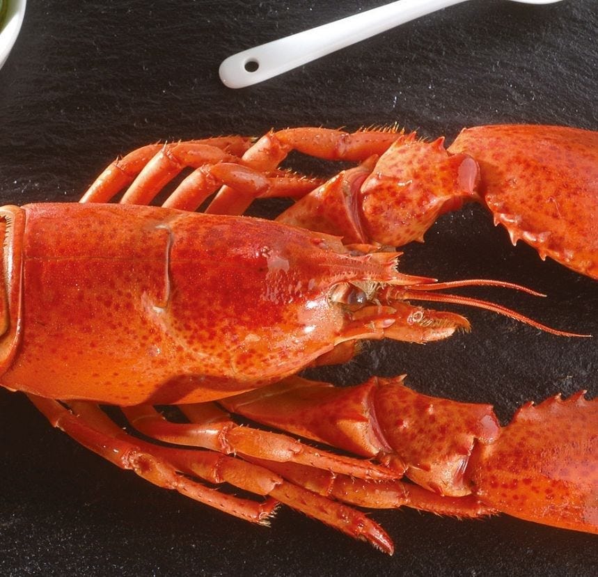Tête de homard Canadien MSC