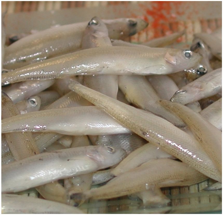 Friture d'éperlan d'Amérique