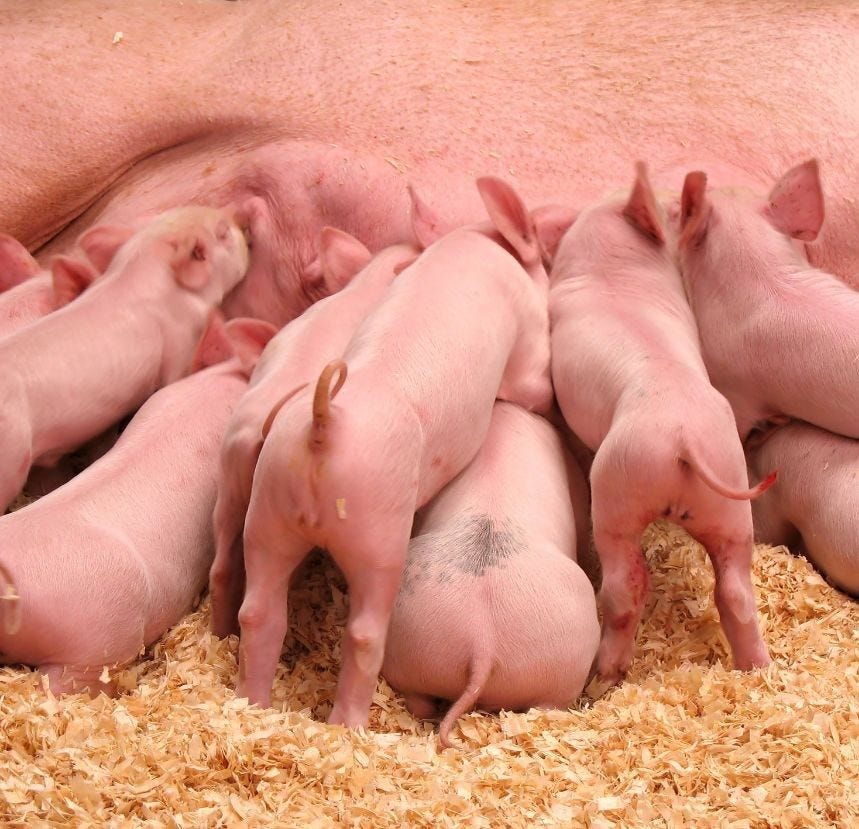 Porcelet entier