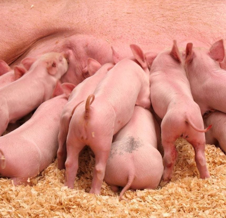 Porcelet entier