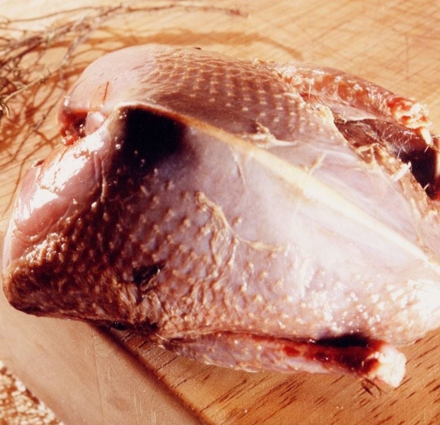 Pigeon ramier