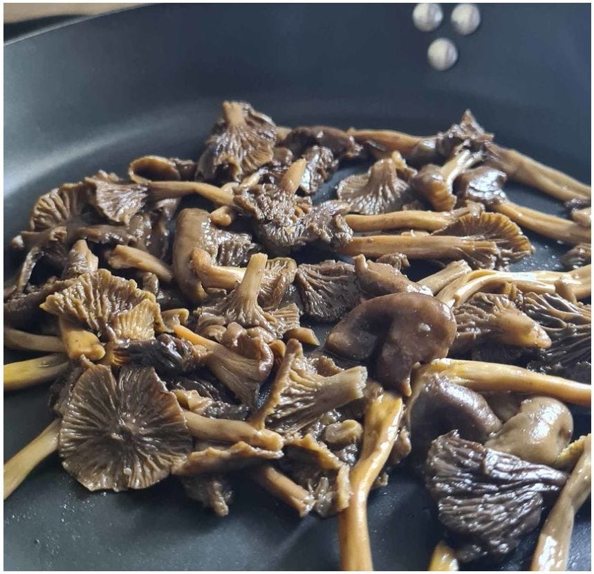 Chanterelle des Landes