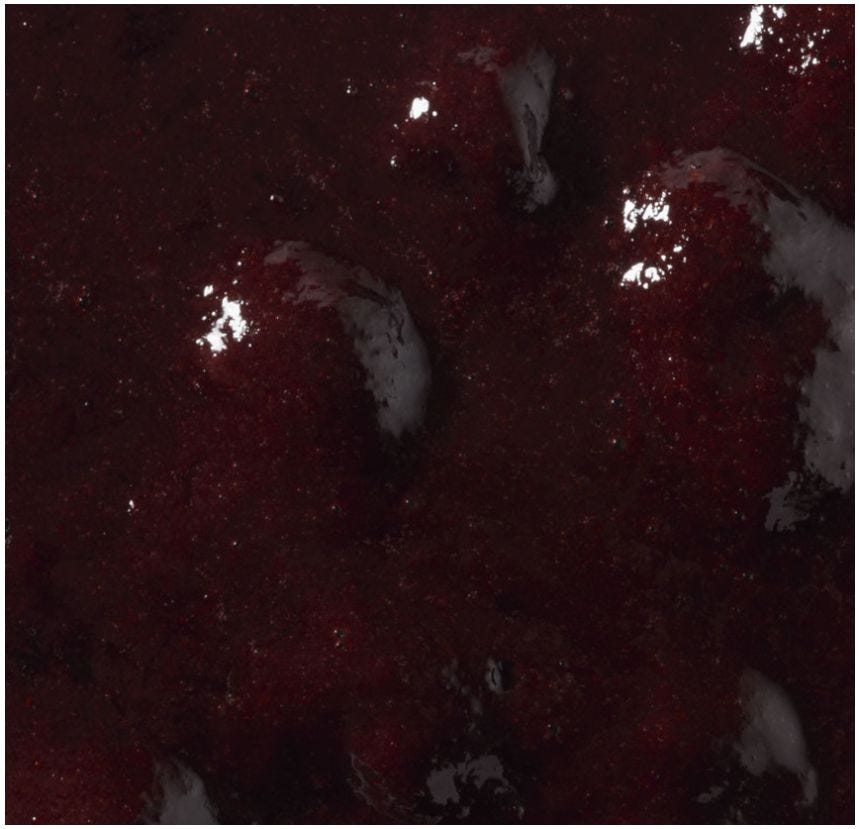 Purée de fruits des bois et fruits rouges